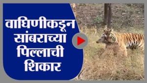 Nagpur | पेंच व्याघ्र प्रकल्पात वाघिणीकडून सांबराच्या पिल्लाची शिकार, व्हिडीओ कॅमेऱ्यात कैद