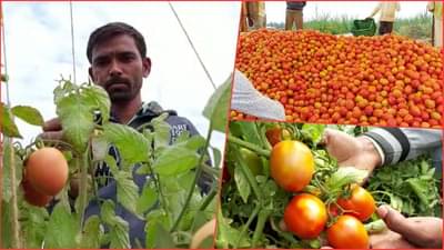 अतिवृष्टीने मारलं, तरीही संकटाला गाढलं, इंदापूरच्या शेतकऱ्याने टोमॅटो शेतीतून 6 लाख कमावले