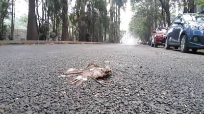 ठाण्यात 14 बगळे मृतावस्थेत सापडले, बर्ड फ्लूच्या भीतीने मुंबईकरांचीही धाकधूक वाढली