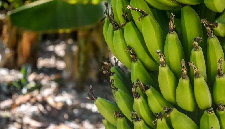 केळ्याचे चिप्स बनवण्यासाठी लागणारे साहित्य – केळ्याचे चिप्स बनवण्यासाठी विविध प्रकारच्या मशिनींचा वापर केला जातो. आणि कच्चा मालासाठी तुम्हाला कच्ची केळी, मीठ, तेल आणि अन्य मसाल्यांचा उपयोग करावा लागतो. 