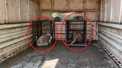 धक्कादायक ! कात्रज प्राणी संग्राहालयातील हरणांवर भटक्या कुत्र्यांचा हल्ला, 4 हरणांचा मृत्यू