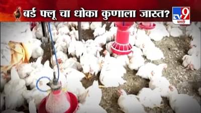 Special Report | बर्ड-फ्लूचा धोका कुणाला जास्त ?