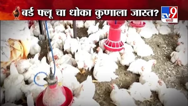 Special Report | बर्ड-फ्लूचा धोका कुणाला जास्त ?