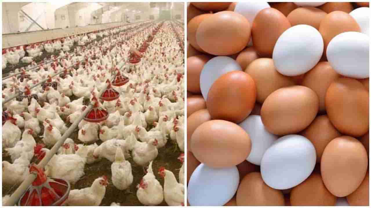Bird Flu | मुंबईकर बर्ड फ्लूने धास्तावले, ग्राहकांअभावी अंड्यांचे दर घसरले