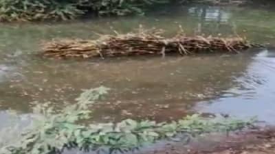 उसाने भरलेली गाडी तलावात पडली अन् बैलाचा करूण अंत