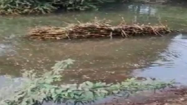 उसाने भरलेली गाडी तलावात पडली अन् बैलाचा करूण अंत