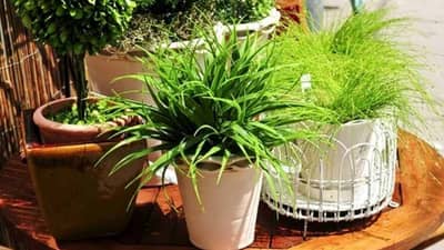 Business | ‘नर्सरी’च्या व्यवसायातून कमवू शकता लाखो रुपये! जाणून घ्या कसे...