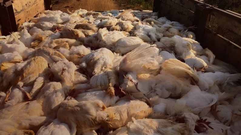 परभणीत एकाच वेळी 900 कोंबड्यांचा मृत्यू, बर्ड फ्लूच्या भीतीचं सावट, तपास सुरु