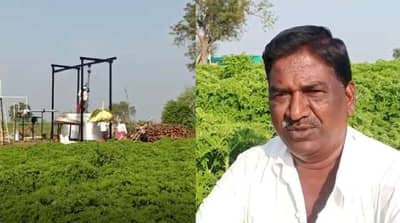 जिरेनियम: सुगंधी वनस्पती शेतीतून फुलवला संसार, नांदेडच्या शेतकऱ्याची यशोगाथा