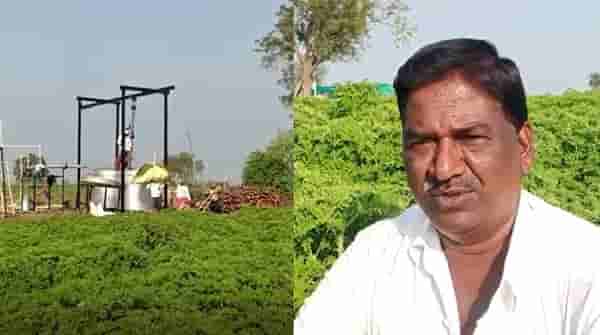 जिरेनियम: सुगंधी वनस्पती शेतीतून फुलवला संसार, नांदेडच्या शेतकऱ्याची यशोगाथा