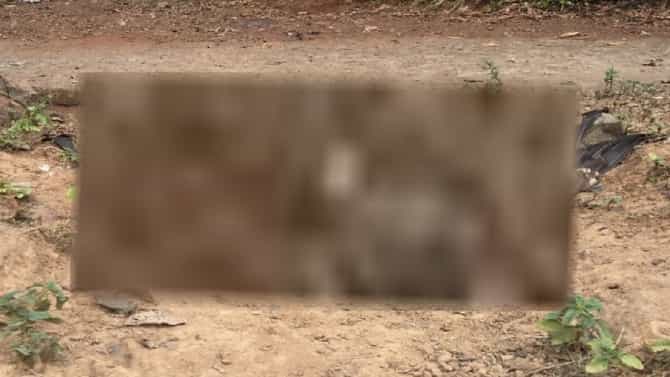 ठाण्यात आधी 16 पक्षांचा मृत्यू, आता पुन्हा गिधाडं आणि बगळे मृत सापडल्याने धाकधूक वाढली