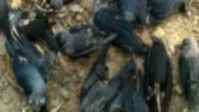 Bird Flu | मुंबईत चेंबूरमध्ये 9 कावळ्यांचा मृत्यू; महापालिका अॅलर्ट