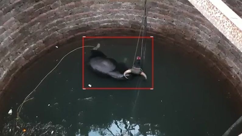 महाबळेश्वरमध्ये एक टन वजनाचा जंगली गवा पडला विहिरीत, क्रेनच्या मदतीशिवाय काढणं अशक्य महाबळेश्वरमध्ये एक टन वजनाचा जंगली गवा पडला विहिरीत, क्रेनच्या मदतीशिवाय काढणं अशक्य