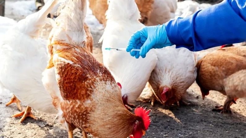 Bird Flu | परभणीत बर्ड फ्ल्यूचा धसका; संध्याकाळपर्यंत 10 हजार कोंबड्या नष्ट करणार