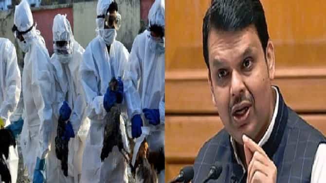 बर्ड फ्लूचं संकट मोठं, सरकारने व्यावसायिकांना मदत करावी, फडणवीसांची ठाकरे सरकारकडे मागणी