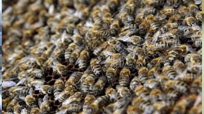 Bird Flu | कोंबड्या, पोपट, कावळ्यांपाठोपाठ आता शेकडो मधमाशांचा मृत्यू; नांदेडमध्ये खळबळ