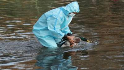 बर्ड फ्लूमुळे आतापर्यंत 3,596 पक्ष्यांचा मृत्यू, अनेक ठिकाणी दहा किलोमीटरपर्यंत अलर्ट झोन : पशुसंवर्धन विभाग आयुक्त