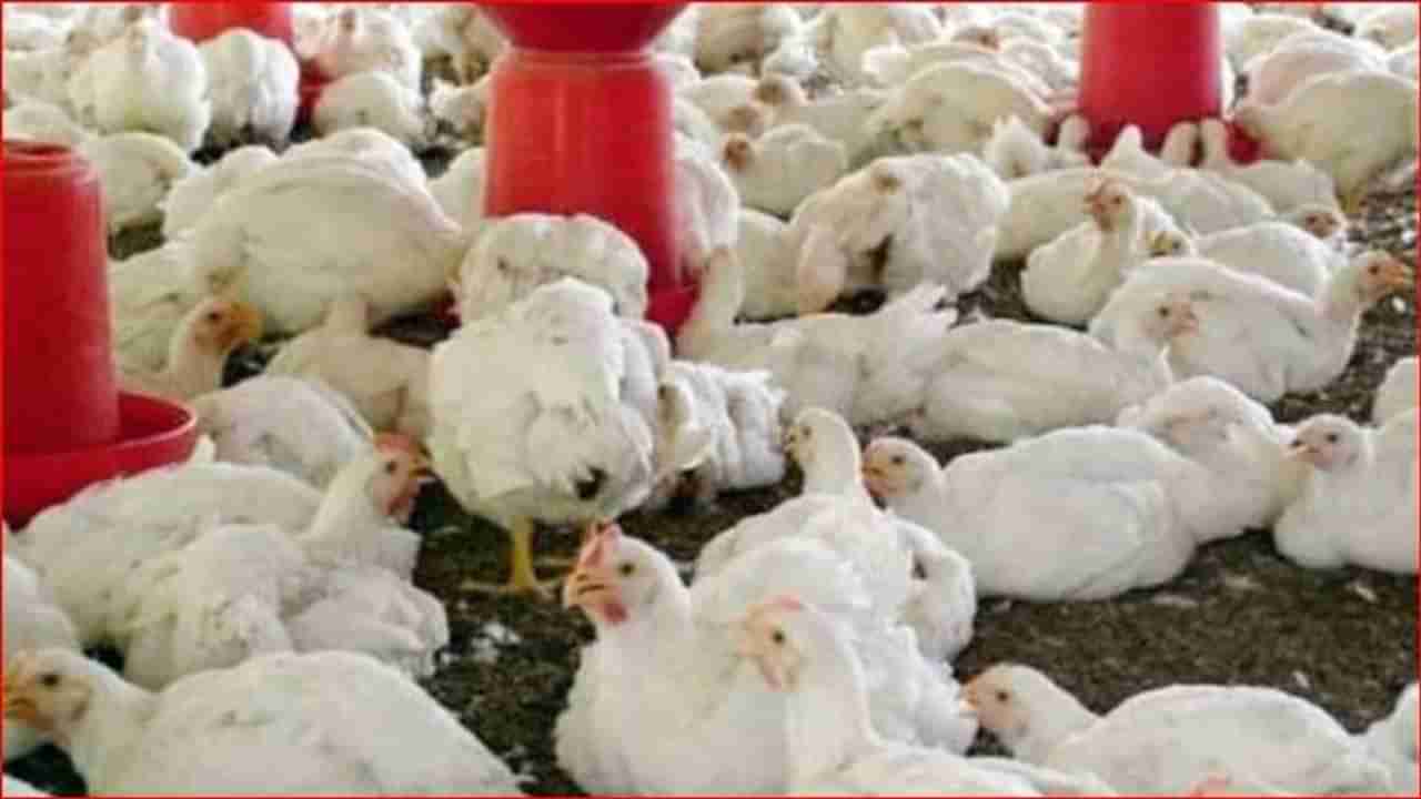Bird Flu | परभणीत 8 हजार, महाराष्ट्रात 80 हजार कोंबड्या स्वाहा केल्या जाणार, मराठवाडा बर्ड फ्लूचं केंद्र