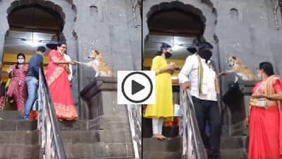 VIDEO | सिद्धटेकच्या मंदिराबाहेर गणेशभक्तांशी हस्तांदोलन, गोंडस कुत्र्याचा व्हिडीओ पाहिलात?