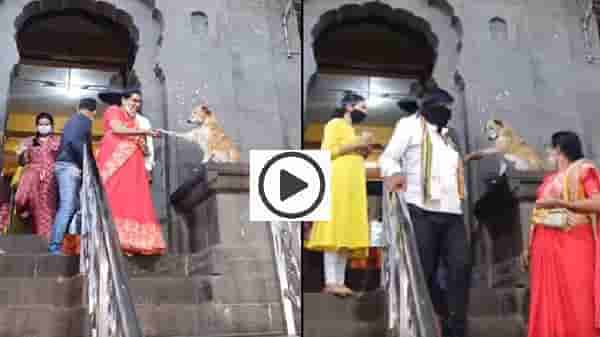 VIDEO | सिद्धटेकच्या मंदिराबाहेर गणेशभक्तांशी हस्तांदोलन, गोंडस कुत्र्याचा व्हिडीओ पाहिलात?