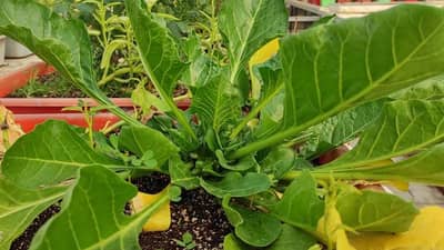 आता मातीशिवाय घरीच पिकवा भाज्या, कमी जागेत लाखोंनी कमावाल!