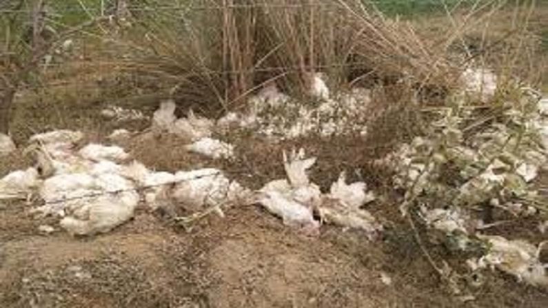 Bird Flu : बर्ड फ्लू कल्याणमध्ये! ठाणे, मुंबईकरांनी सावधगिरी बाळगण्याची गरज, यवतमाळमध्येही 2 हजार कोंबड्यांचा मृत्यू