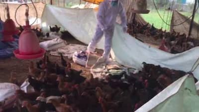 Bird Flu : मुळशीत बर्ड फ्लूचा विषाणू सापडला, 5 हजार कोंबड्यांची विल्हेवाट