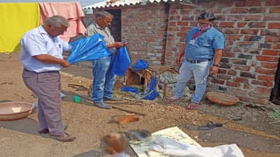 Bird Flu | पुणे सोलापूर सह नांदेडमधील दोन तालुक्यात बर्ड फ्लूचा शिरकाव