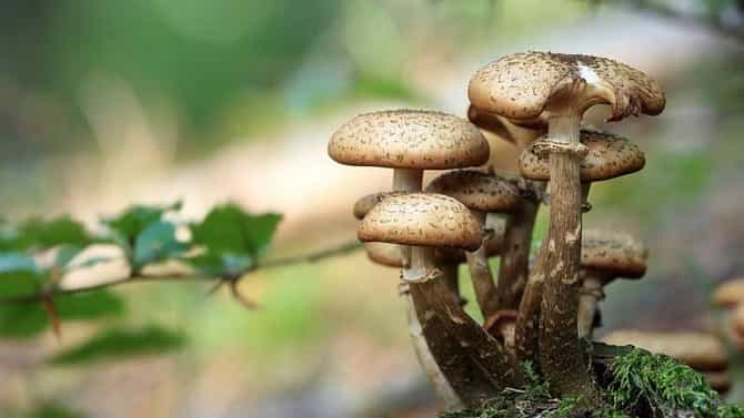 जगभरातील प्रसिद्ध आणि सर्वात महागडे ‘मशरूम’, खरेदी करण्यासाठी लागतील लाखो रुपये!