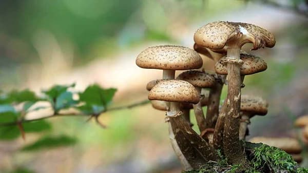 जगभरातील प्रसिद्ध आणि सर्वात महागडे ‘मशरूम’, खरेदी करण्यासाठी लागतील लाखो रुपये!