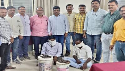 हिंगोलीत लाखो रुपयांच्या मांडूळांची तस्करी करणारे दोघे जण अटकेत, का होते तस्करी?, काय आहेत अंधश्रद्धा?