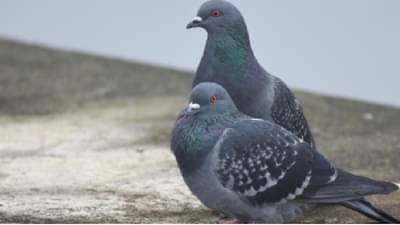 सहा लाखांचे कबुतर विकत घ्या, मुलाचा मृत्यू टळेल, पुण्यातील कुटुंबाची अंधश्रद्धेतून लूट