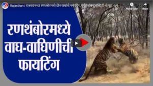 Rajasthan | राजस्थानच्या रणथंबोरमध्ये दोन वाघांची फायटिंग, पर्यटकांकडून व्हिडीओ शूट