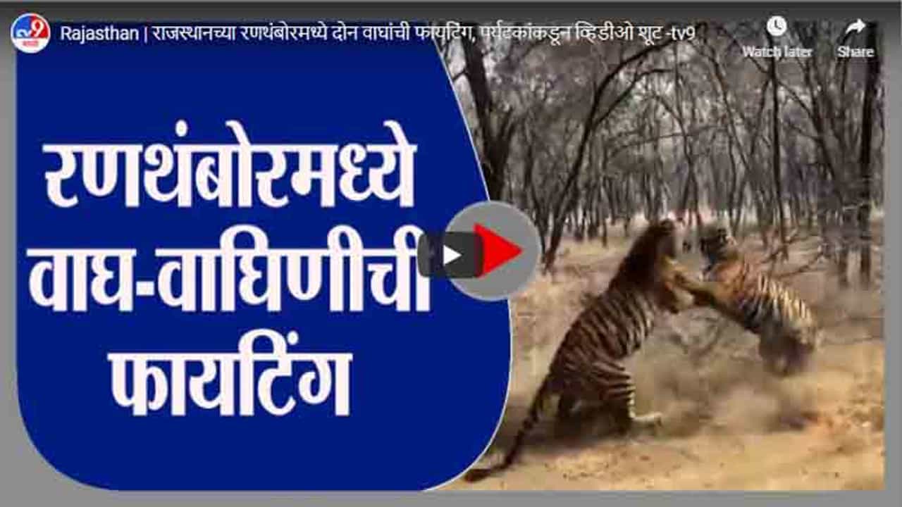 Rajasthan | राजस्थानच्या रणथंबोरमध्ये दोन वाघांची फायटिंग, पर्यटकांकडून व्हिडीओ शूट