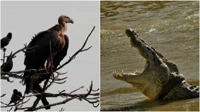 Special Story : वाघ आणि बिबट्यांनंतर मध्य प्रदेशात आता गिधाड आणि मगरींचं राज्य?