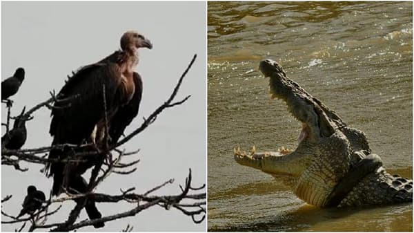 Special Story : वाघ आणि बिबट्यांनंतर मध्य प्रदेशात आता गिधाड आणि मगरींचं राज्य?