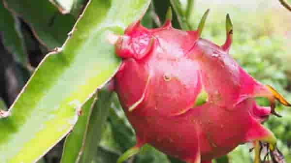 Special Story | Dragon Fruit चं गुजरातमध्ये नामकरण, महाराष्ट्रातील ड्रॅगन फ्रुट शेतीची स्थिती काय?