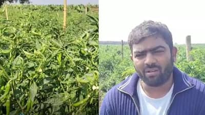 Special Story | नंदूरबारच्या अविनाश पाटलांनी करुन दाखवलं, मिरची शेतीतून 5 महिन्यात कमावले 12 लाख