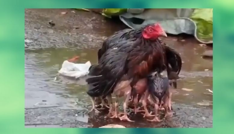 VIDEO: पावसात भिजत होती कोंबडीची पिल्लं, आईने असं काही केलं की तुम्ही विचारही नाही करू शकत