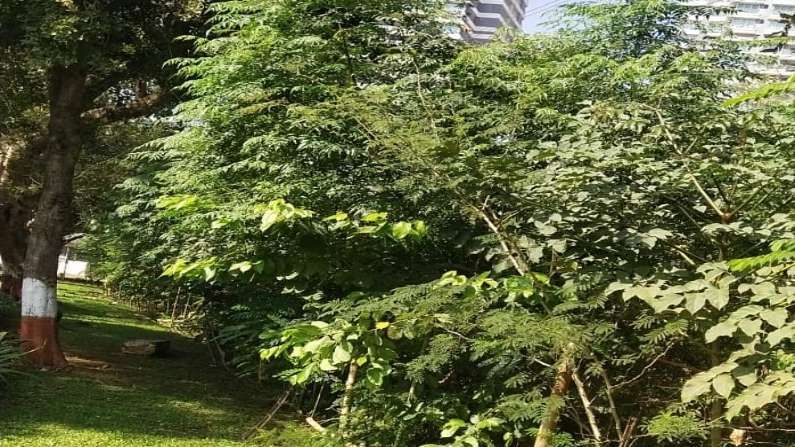 महाराष्ट्राचे पर्यावरण मंत्री श्री आदित्य ठाकरे यांच्या पुढाकाराने साकारलेल्या या प्रकल्पांतर्गत गेल्या वर्षभरात महापालिका क्षेत्रातील विविध 64 ठिकाणी टप्प्याटप्प्याने 'मियावाकी' वनांची रुजवात करण्यात आली.