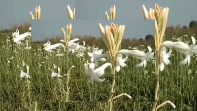 पाणी कमी असलं म्हणून काय झालं, शेतकरी किसन भोसलेंचा हा प्रयोग देऊ शकतो लाखोंचा नफा