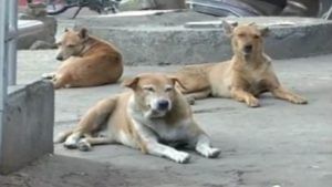 सांगलीच्या आवंढीमध्ये पिसाळलेल्या कुत्र्याच्या हल्ल्यात 23 जनावरांचा मृत्यू