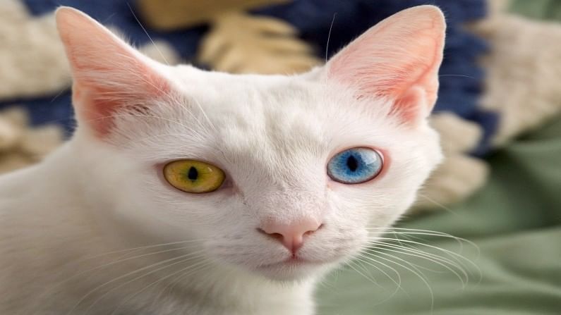 एक डोळा निळा तर एक पिवळा! भारतात सापडली दुर्मिळ मांजरीची प्रजाती, किंमत वाचून हादराल