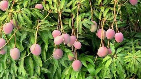 आंबा फळबाग लागवडीतून लाखो रुपये कमावणाऱ्या शेतकऱ्याची यशोगाथा