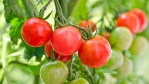 Tomato | रोजच्या आहारातला ‘टोमॅटो’ आपल्या शरीरासाठी ठरेल हानिकारक! जाणून घ्या दुष्परिणाम...