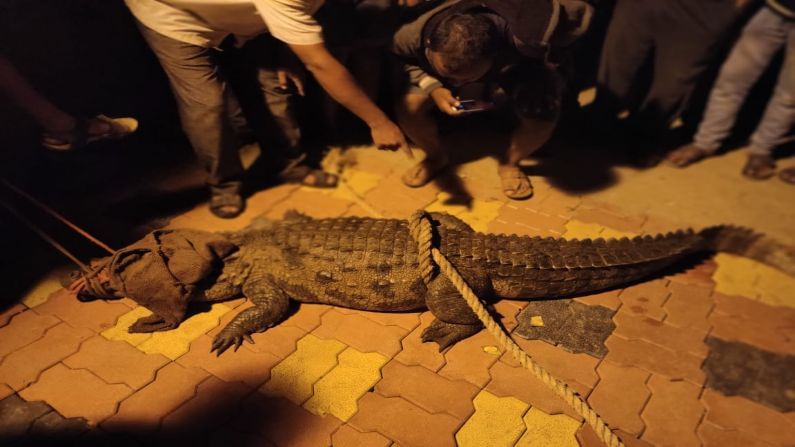 Sangli Villagers Catch Crocodile 3