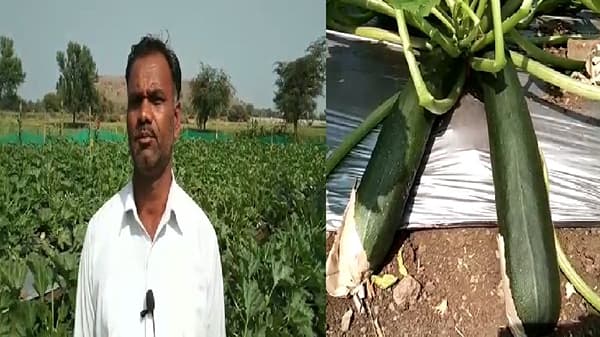 झुकिनी.... फायद्याचा विदेशी भाजीपाला, नांदेडच्या शेतकऱ्याने बक्कळ कमावले!