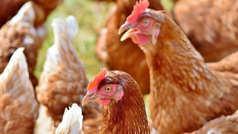 Bird Flu : बर्ड फ्लूची धास्ती पण सांगलीकरांचा चिकन आणि अंड्यांवर ताव!