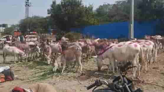 पौष पौर्णिमेनिमित्त खंडेरायाच्या जेजुरीत भरला गाढवांचा अनोखा बाजार