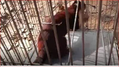 कुत्र्यांच्या तावडीतून शेकरुला सोडवलं, पण वनकर्मचाऱ्यालाच चावला, हात केला रक्तबंबाळ